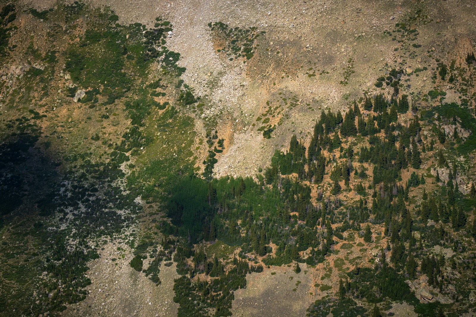 An aerial view of a tree covered area