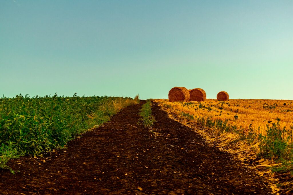 hay bales in the middle of a field